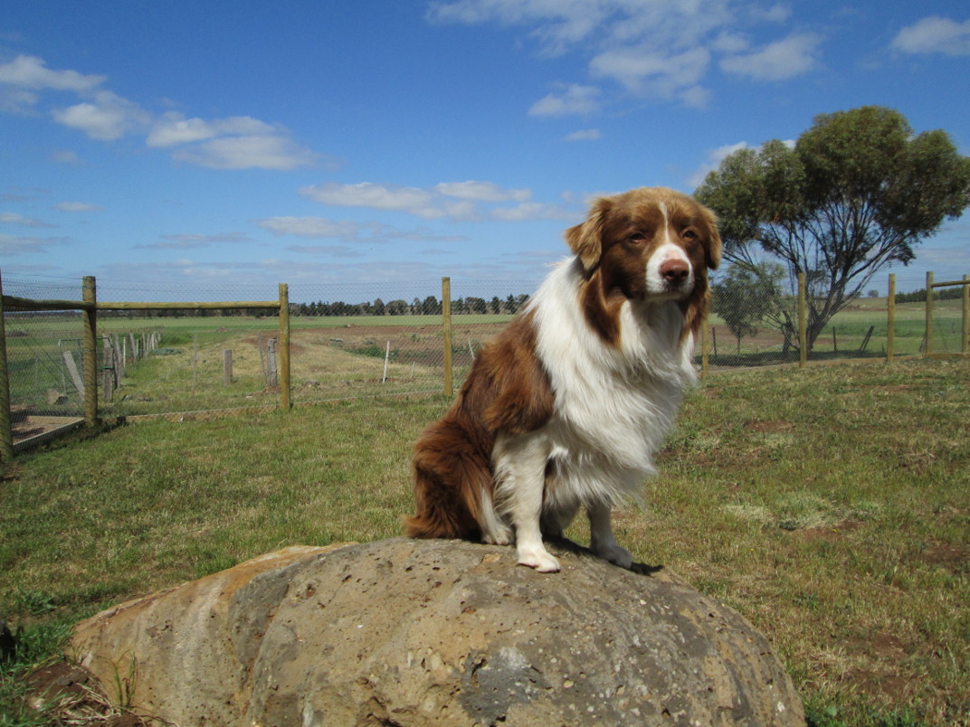 Dog taking a break in the sun at Toolern Vale