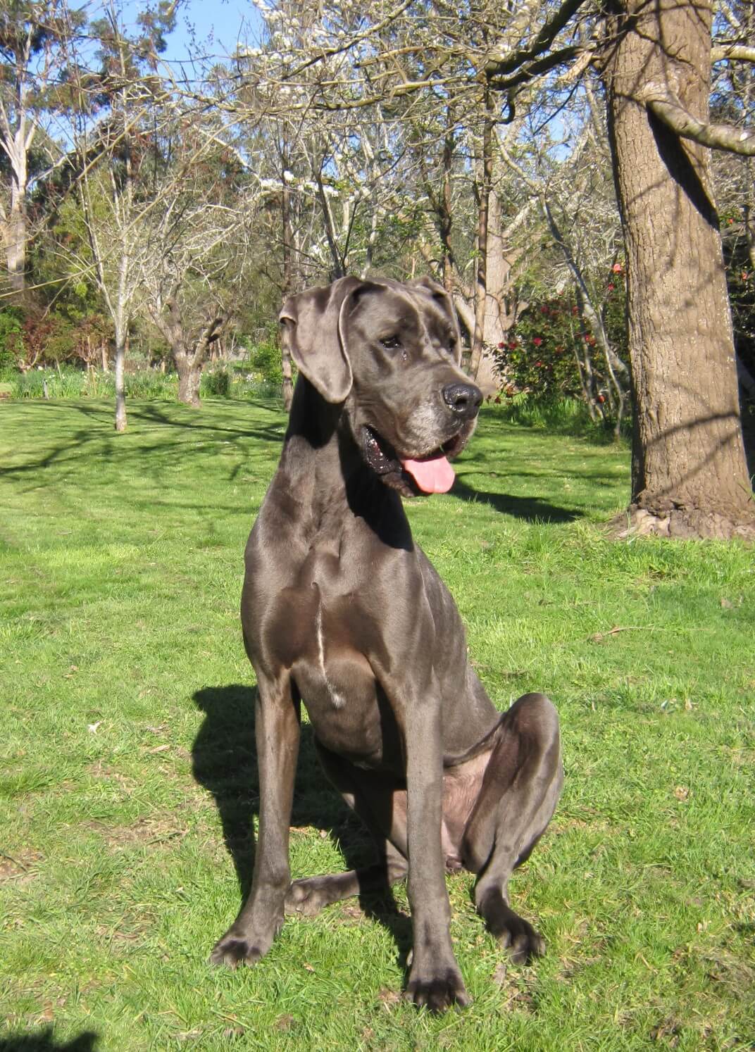 Shiraz relaxing on the lawn at Dogdayz