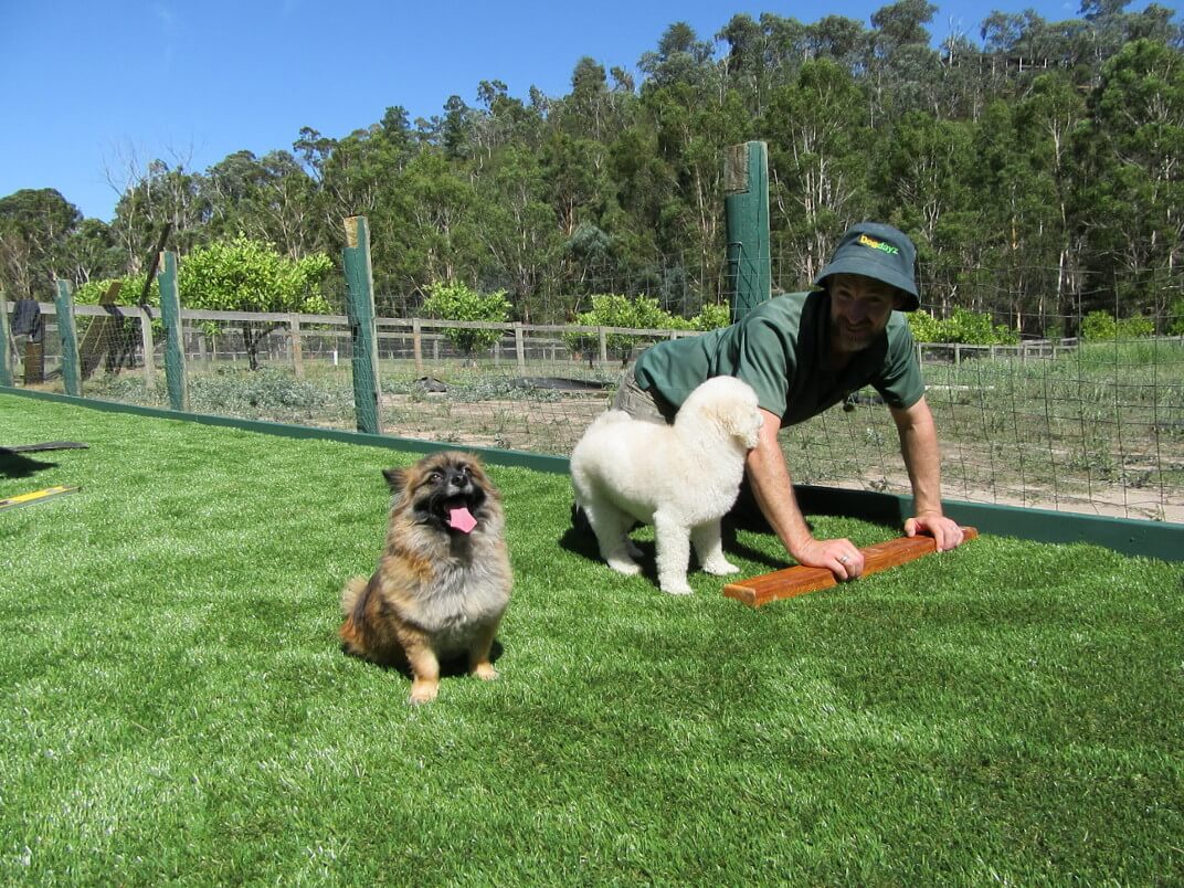 Francis getting care and attention from a Dogdayz host at Warrandyte