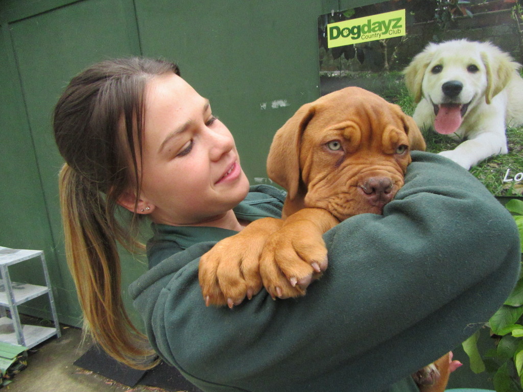 Daily cuddles — a dog getting affectionate attention from a Dogdayz host