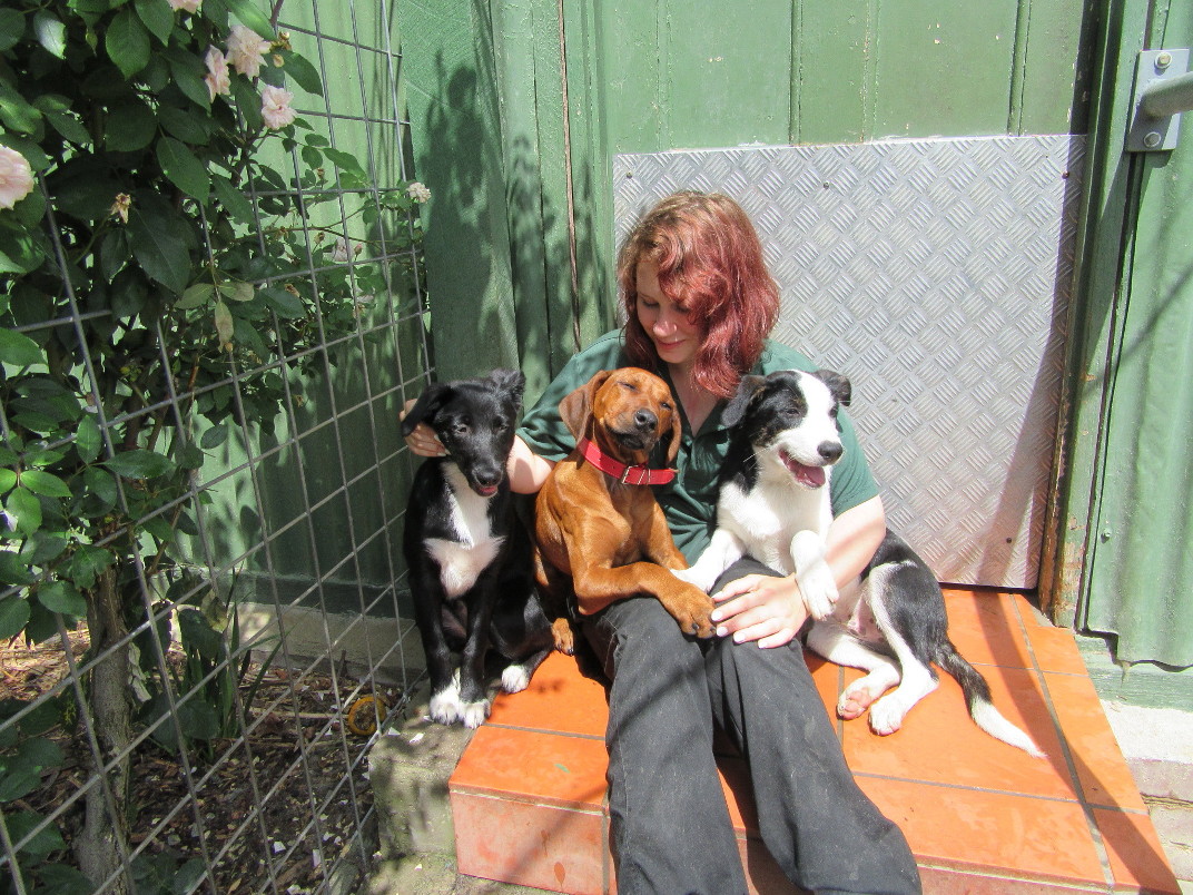 Dogs at Dogdayz Warrandyte daycare enjoying outdoor time
