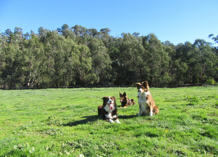 Happy dog enjoying the sunshine at Dogdayz farm