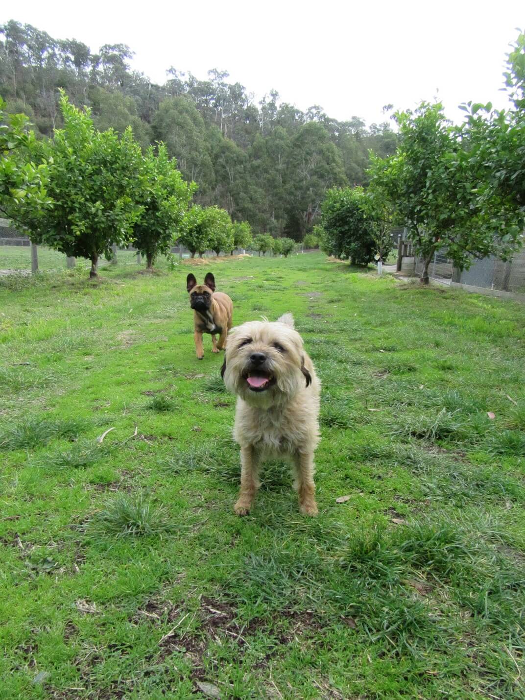 Fenn and friends playing together in the orchard at Silvan