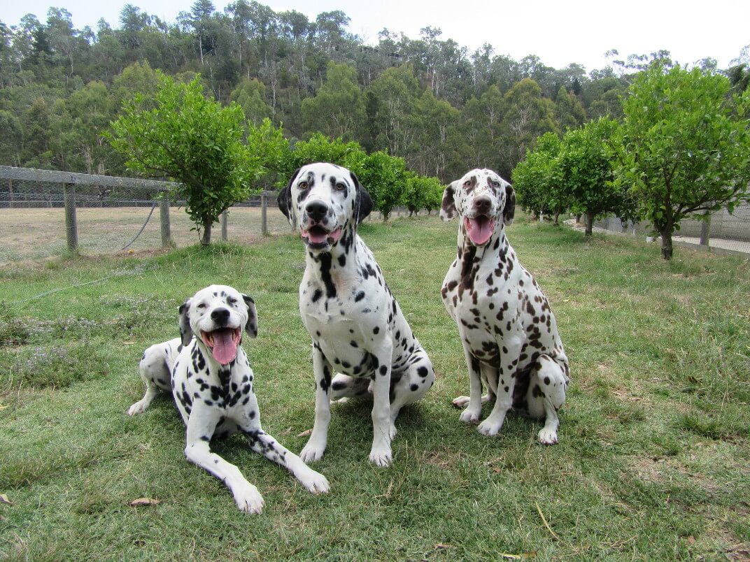 Happy Dalmatians playing at Dogdayz farm