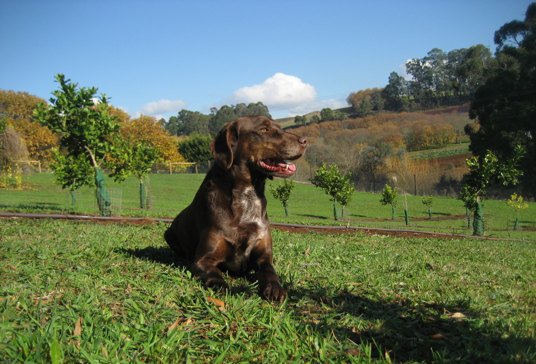 Rolly enjoying the orchard at Dogdayz Silvan farm